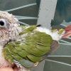 Greencheck conure - vẹt má xanh