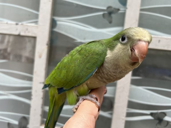 Giá Mua Bán Vẹt Cảnh Monk parakeet