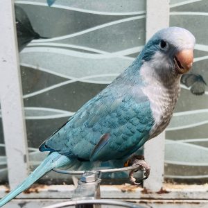 Monk parakeet - Vẹt thầy tu đuôi dài