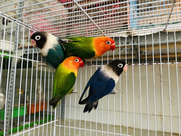 Bí quyết lựa chọn Vẹt Lovebird giống sinh sản | Pet Mart